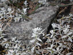 Image of Boreal chickweed