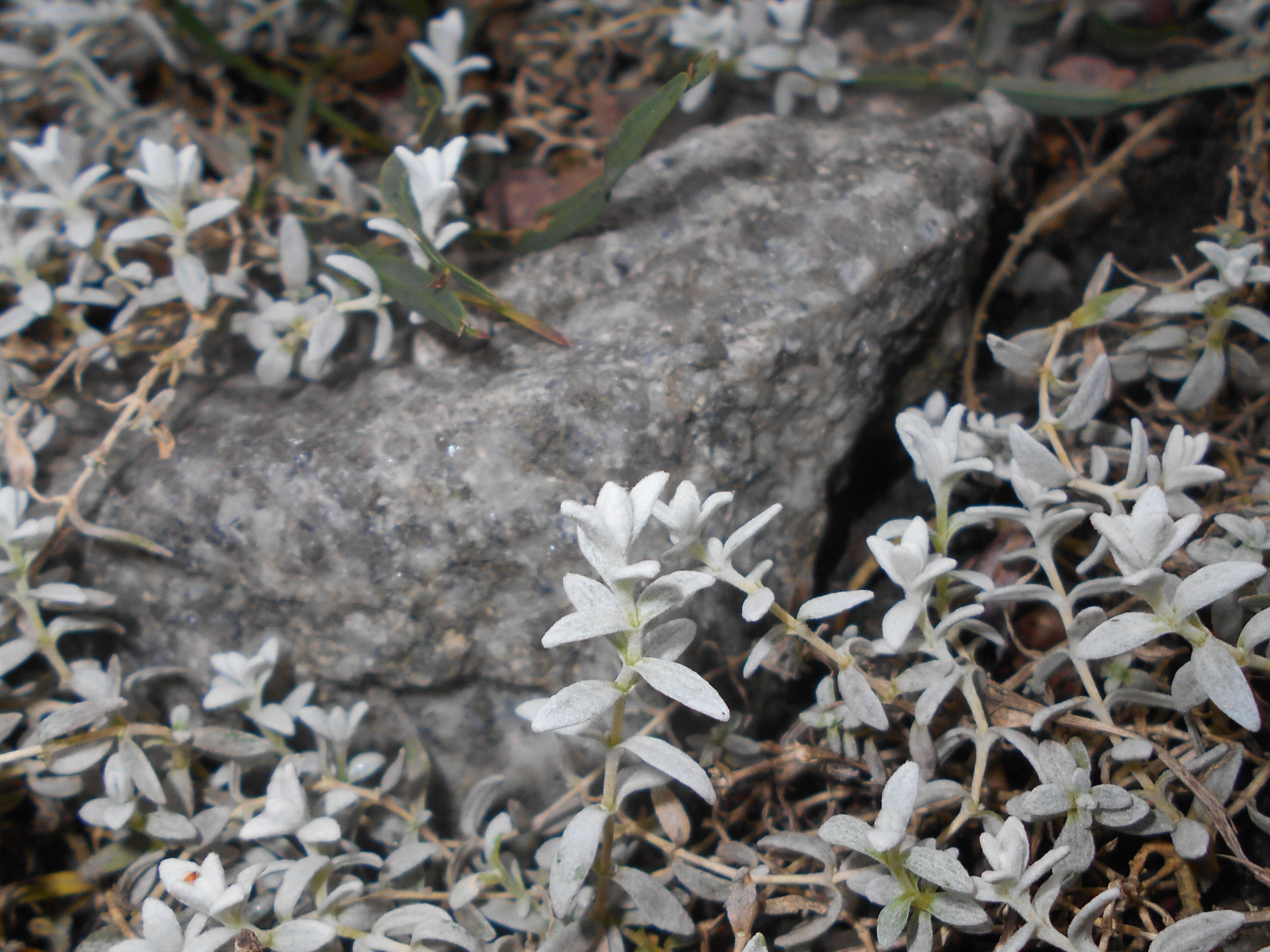 Imagem de Cerastium biebersteinii DC.