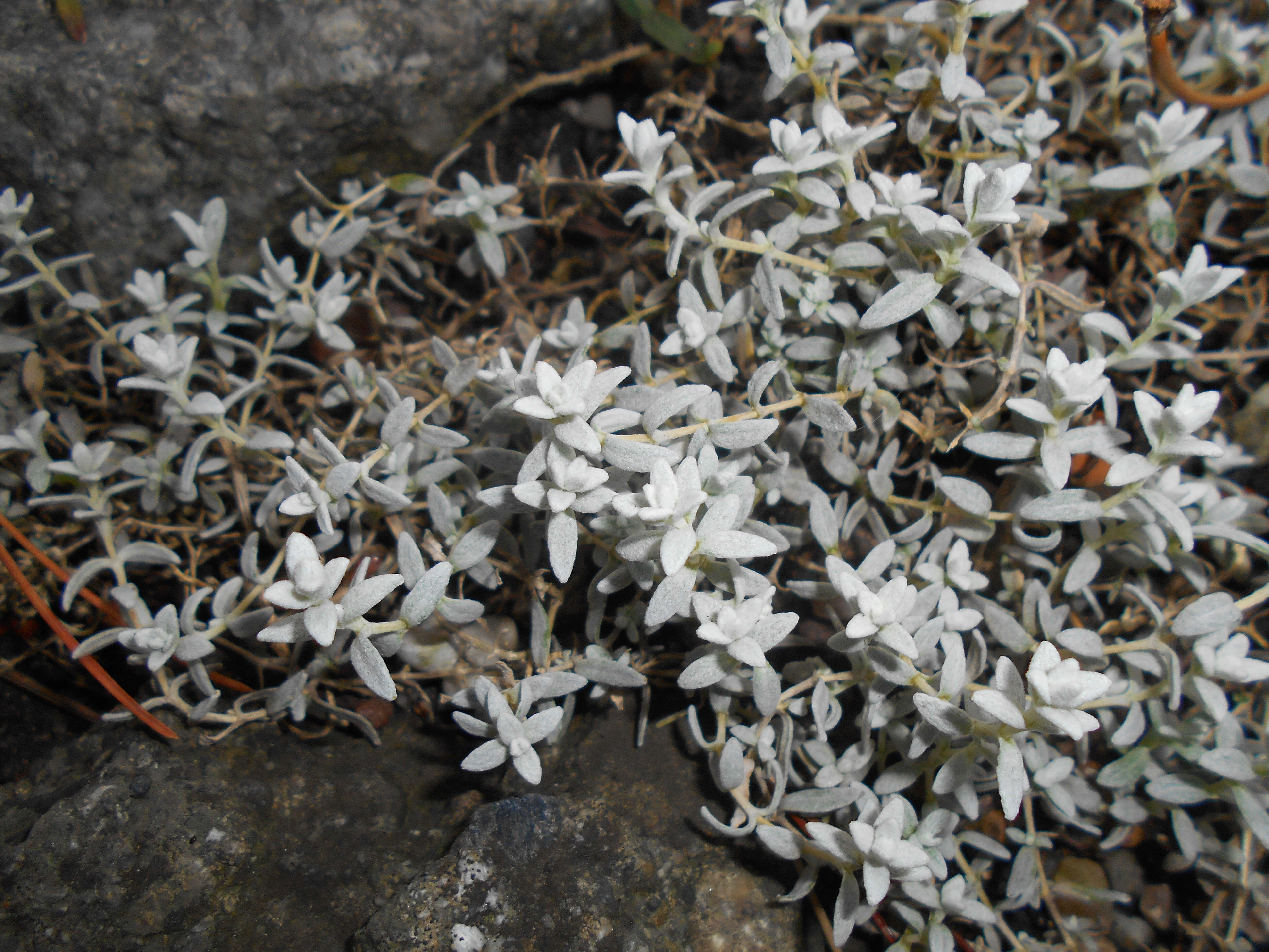 Imagem de Cerastium biebersteinii DC.