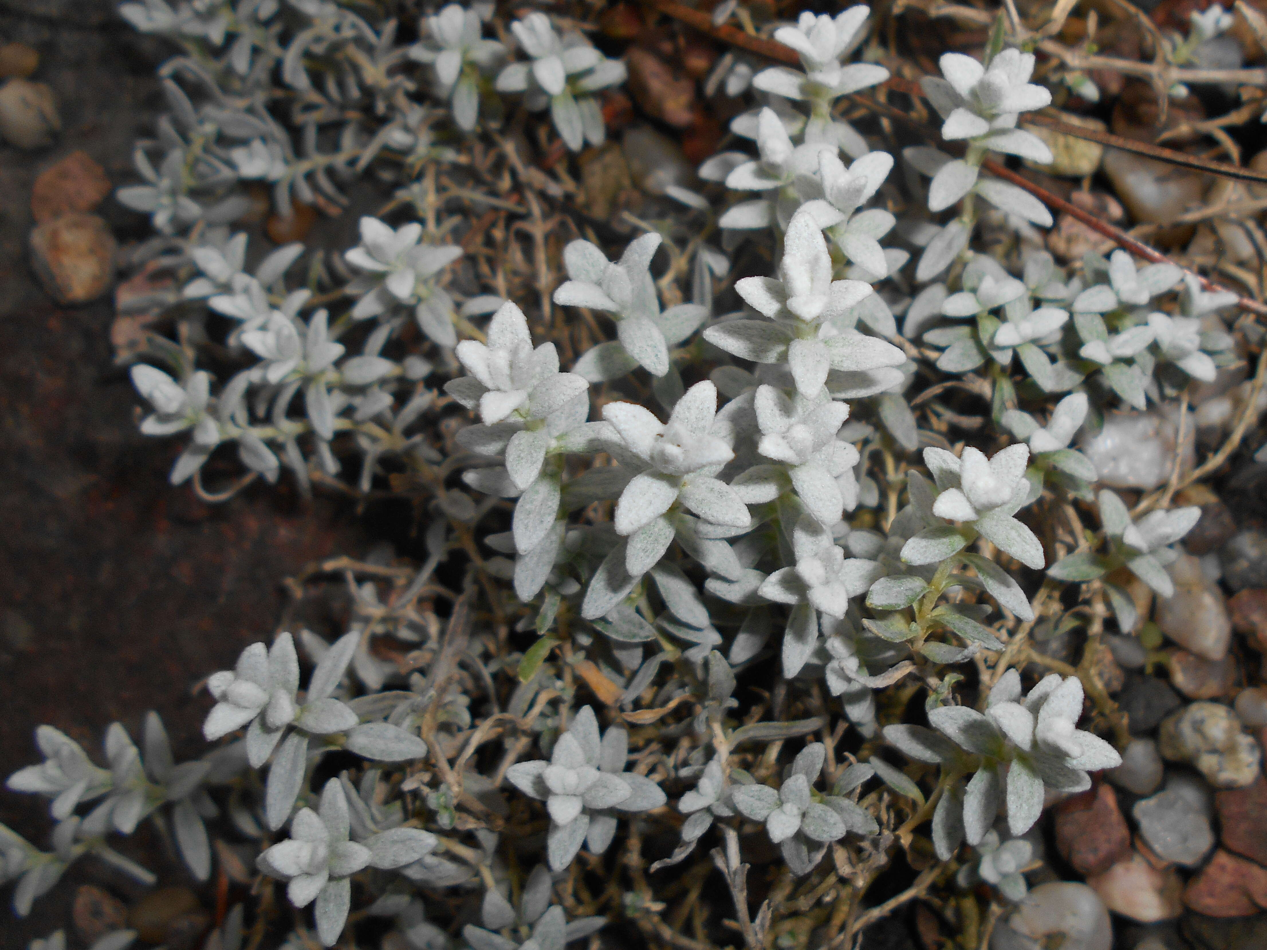 Imagem de Cerastium biebersteinii DC.