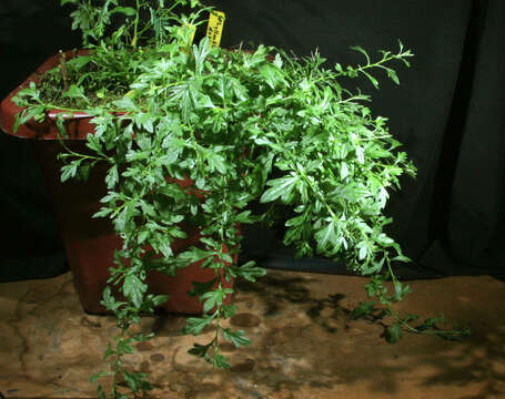 Image of Latin American Fleabane