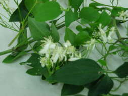 Image of fragrant clematis