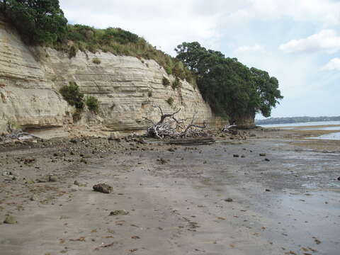 Image of Codium fragile