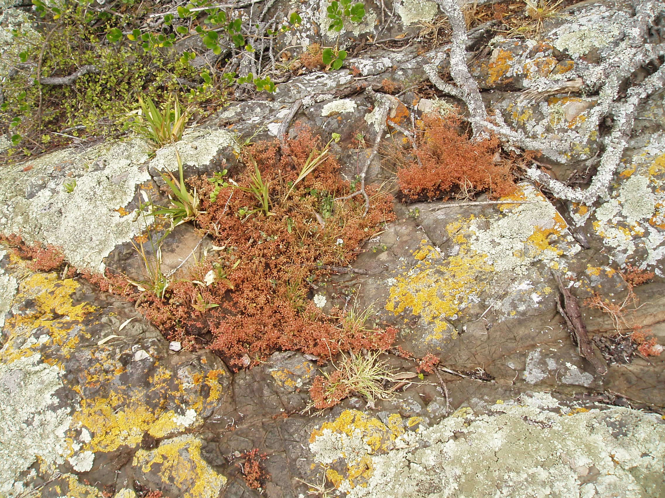 Image of Crassula decumbens Thunb.