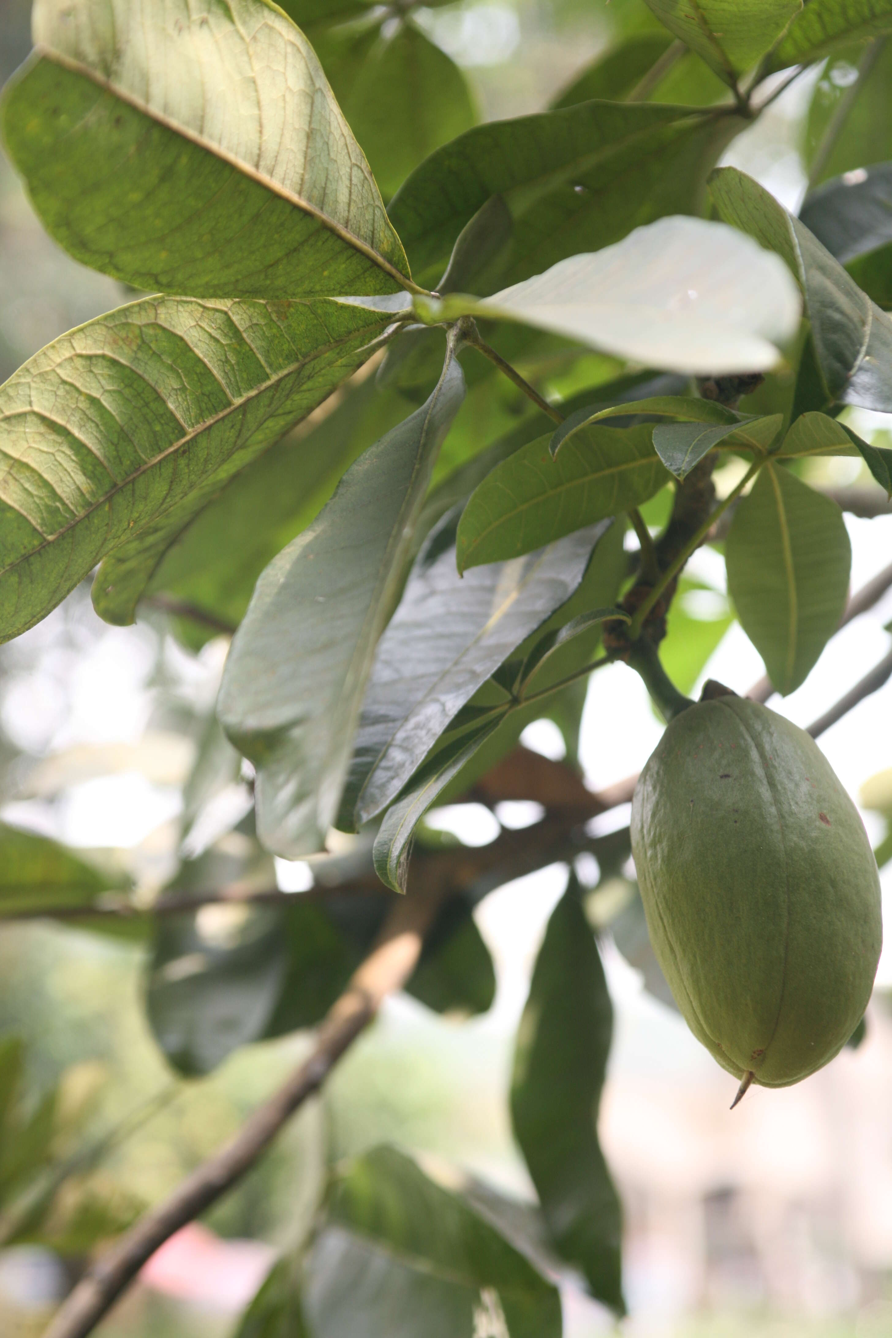 Image of Guiana-chestnut