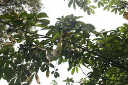 Image of Guiana-chestnut