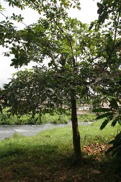 Image of Guiana-chestnut