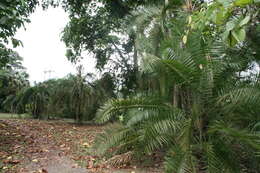 Image of Senegal date palm