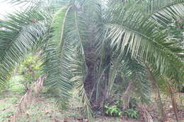 Image of Senegal date palm