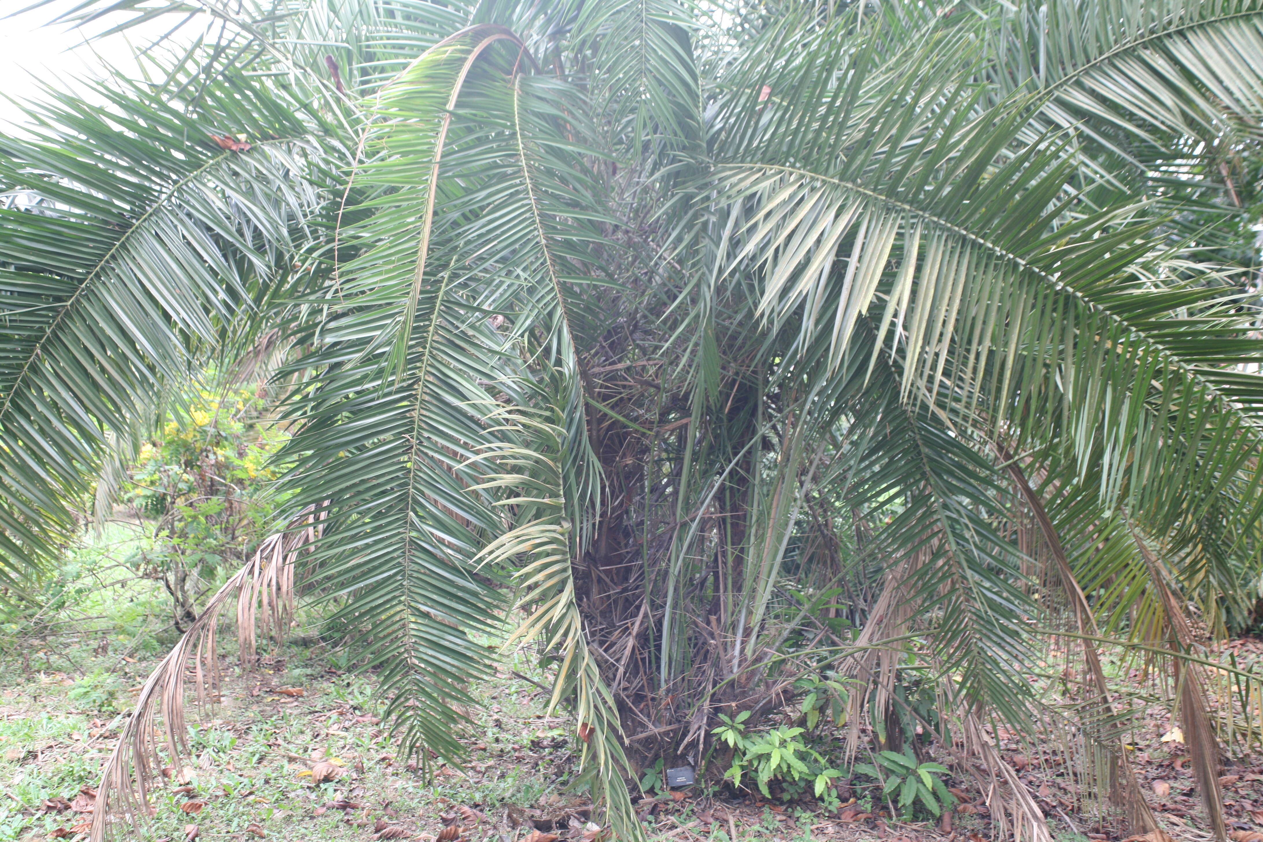 Image of Senegal date palm