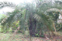 Image of Senegal date palm