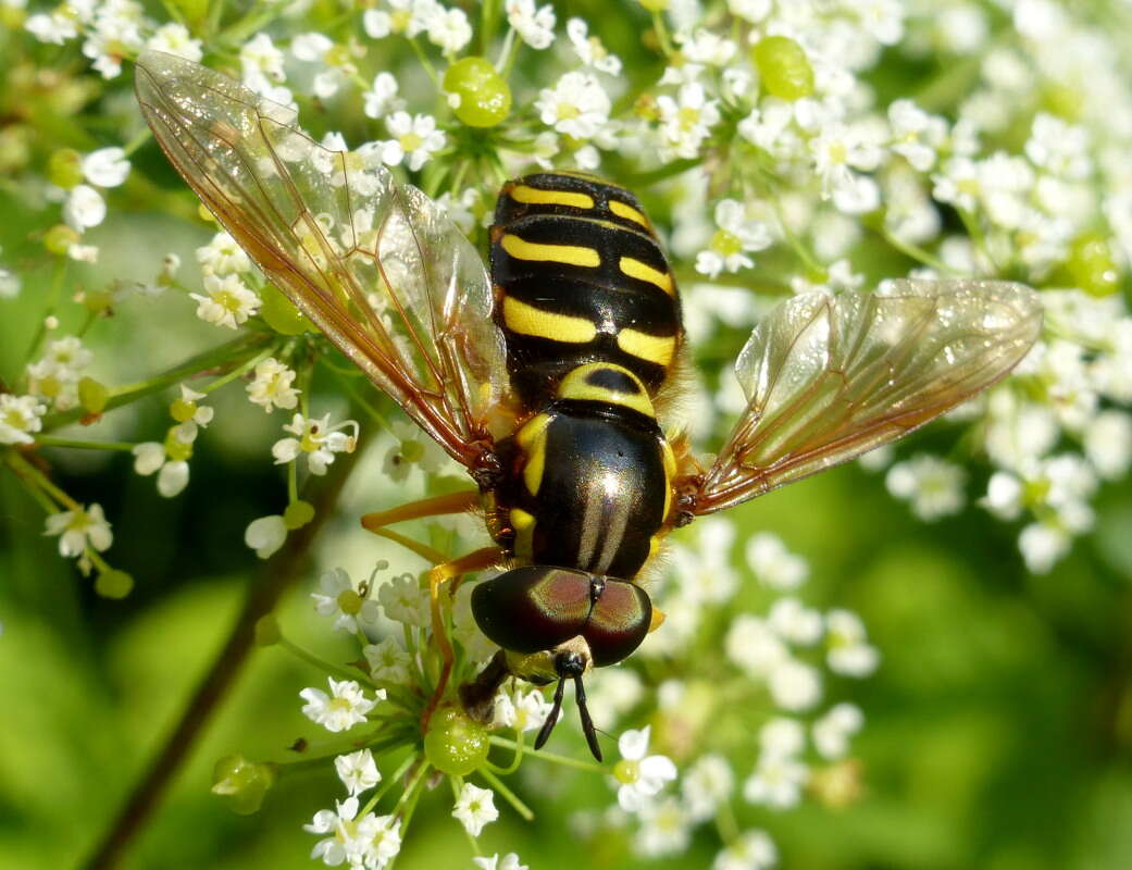 Image of Chrysotoxum elegans Loew 1841