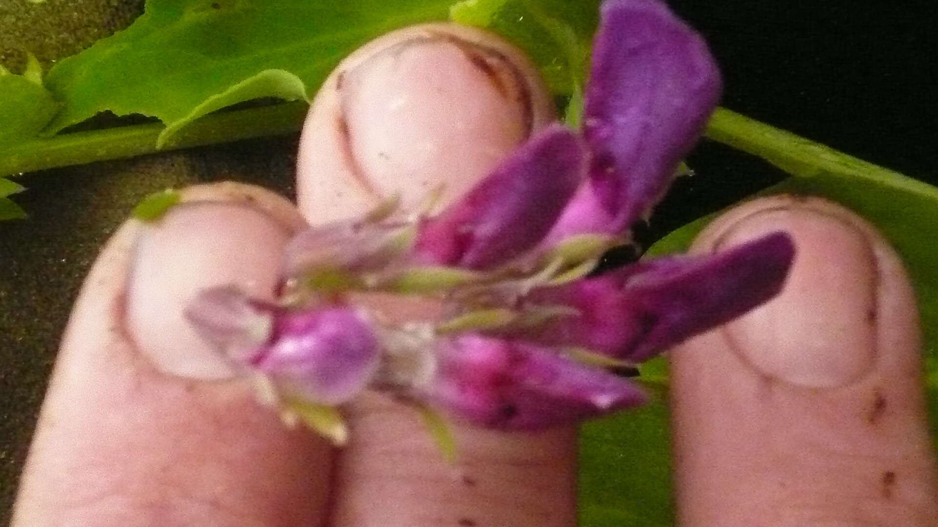 Image of beach pea