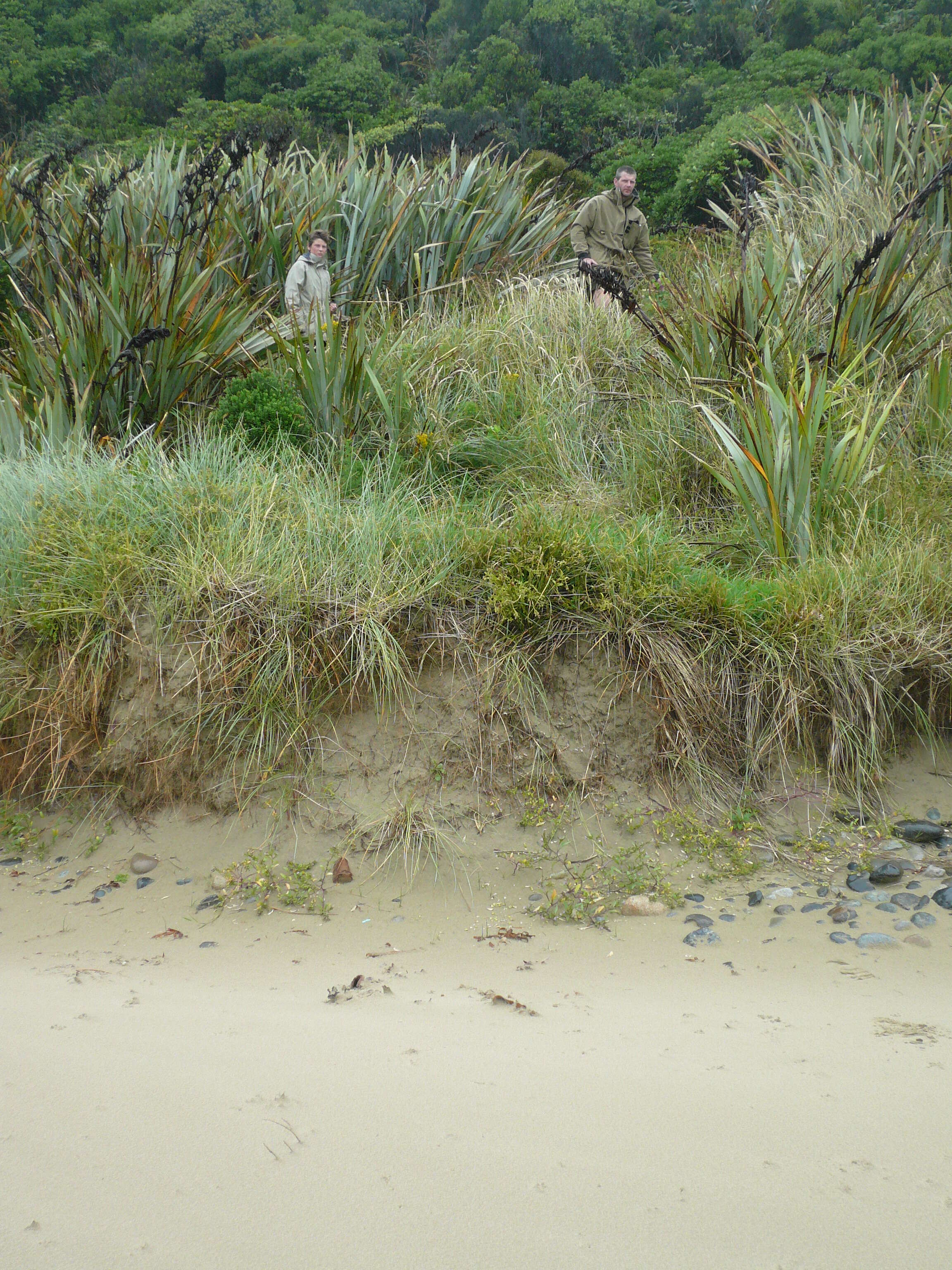 Image of beach pea