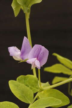 Image of beach pea