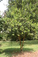 Image of bayrumtree