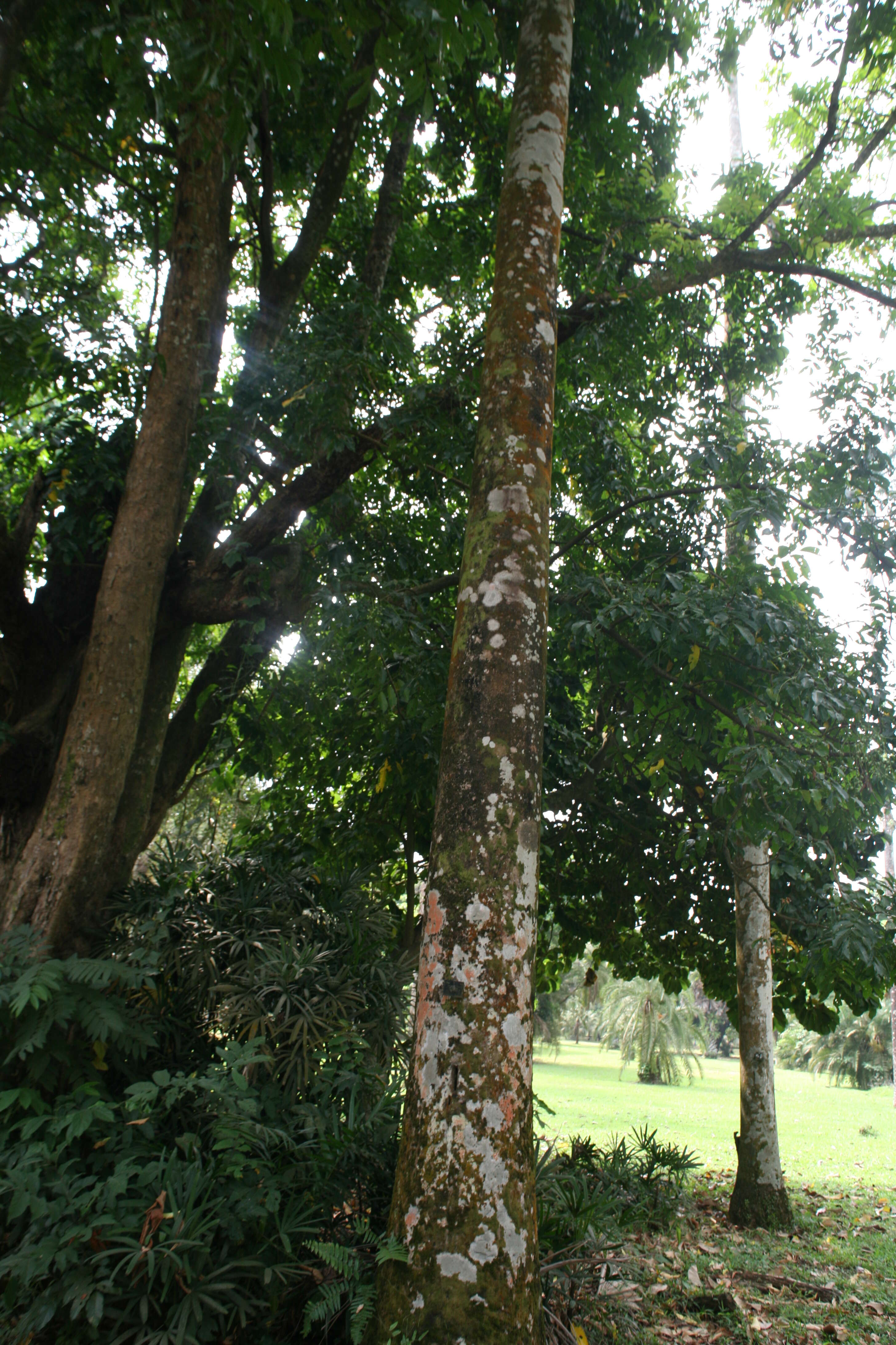 Image of Roystonea oleracea (Jacq.) O. F. Cook