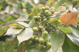 Image of wingleaf soapberry