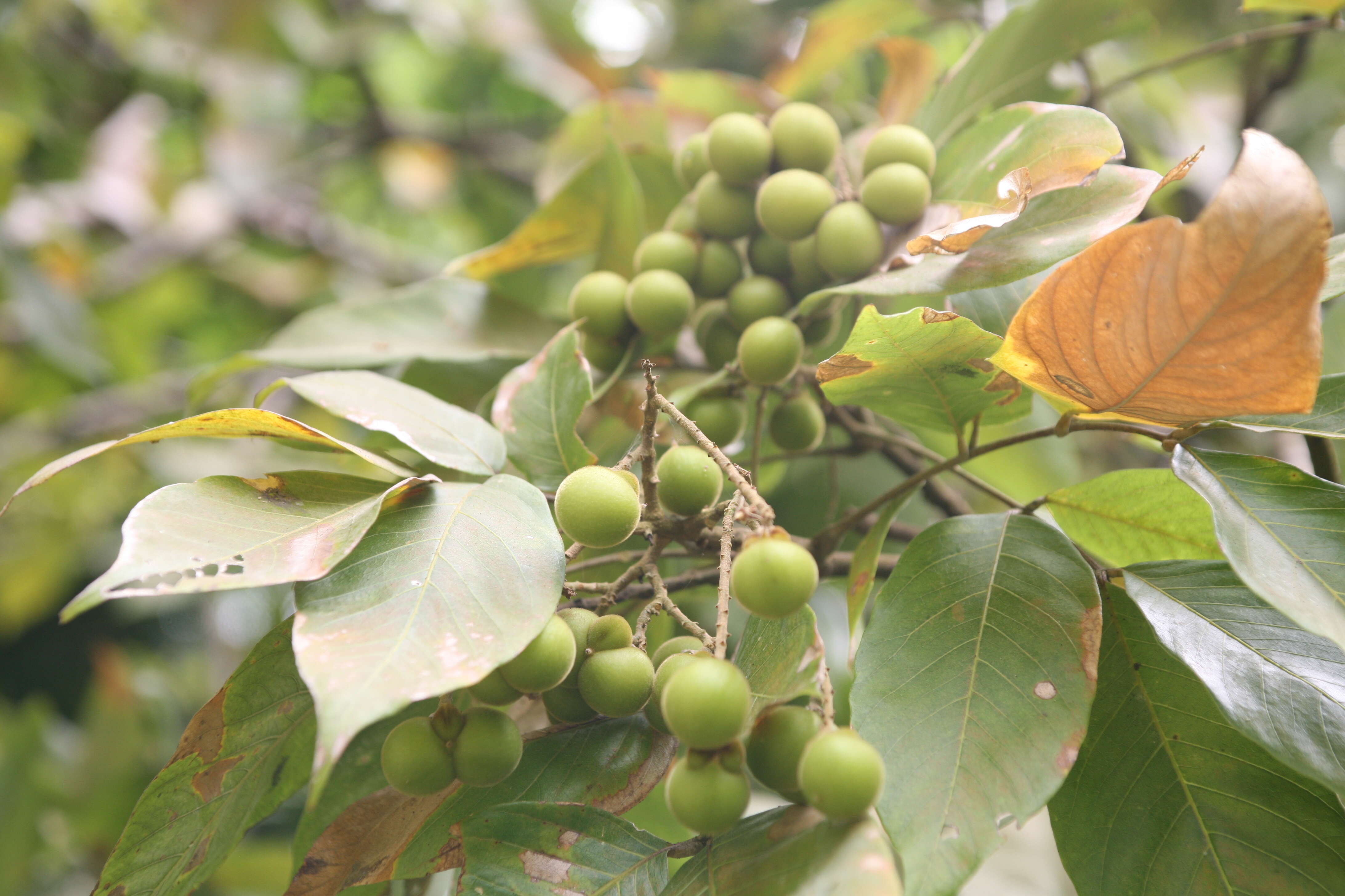 Image of wingleaf soapberry