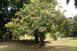 Image of wingleaf soapberry