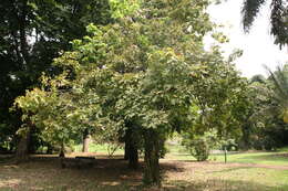 Image of wingleaf soapberry