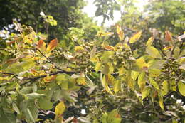 Image of wingleaf soapberry