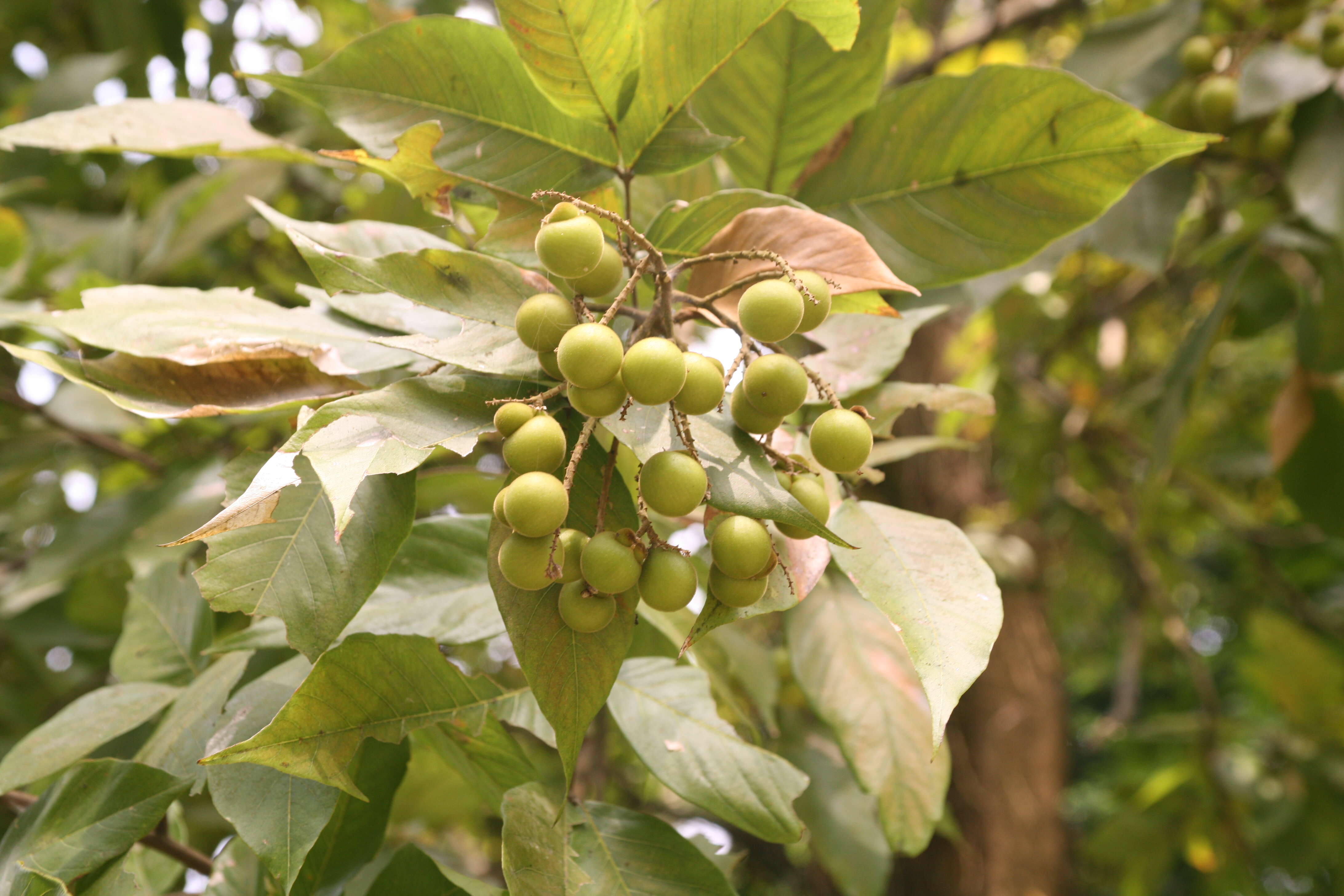 Image of wingleaf soapberry