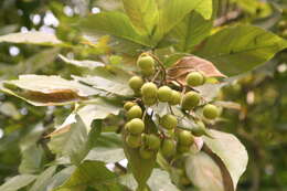 Image of wingleaf soapberry