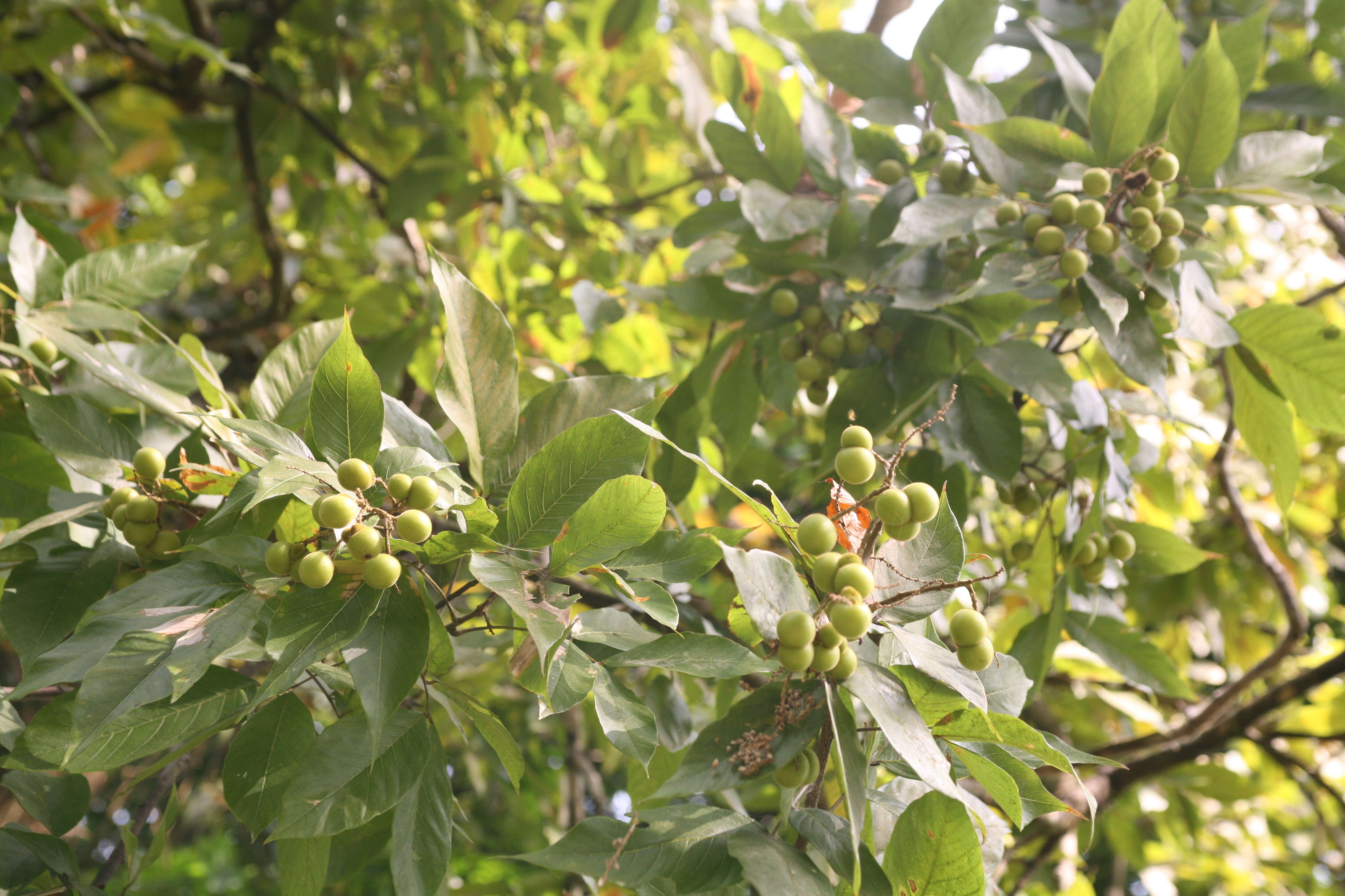 Image of wingleaf soapberry