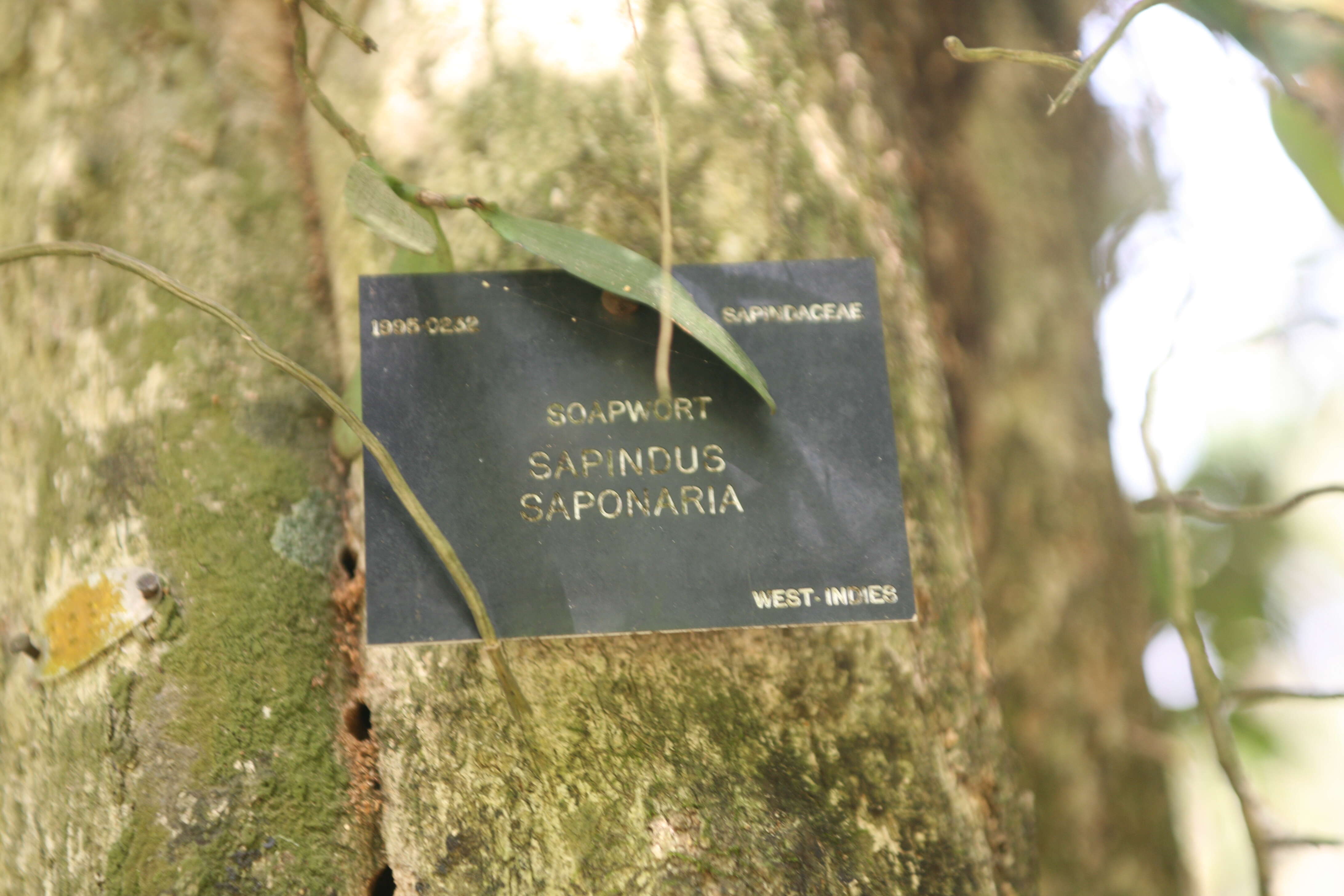 Image of wingleaf soapberry