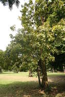 Image of wingleaf soapberry