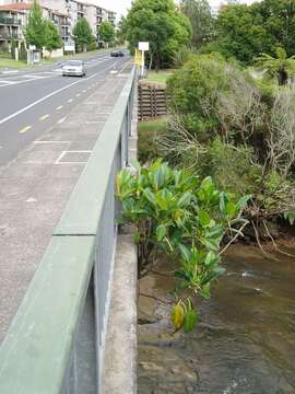 Image of Moreton Bay fig