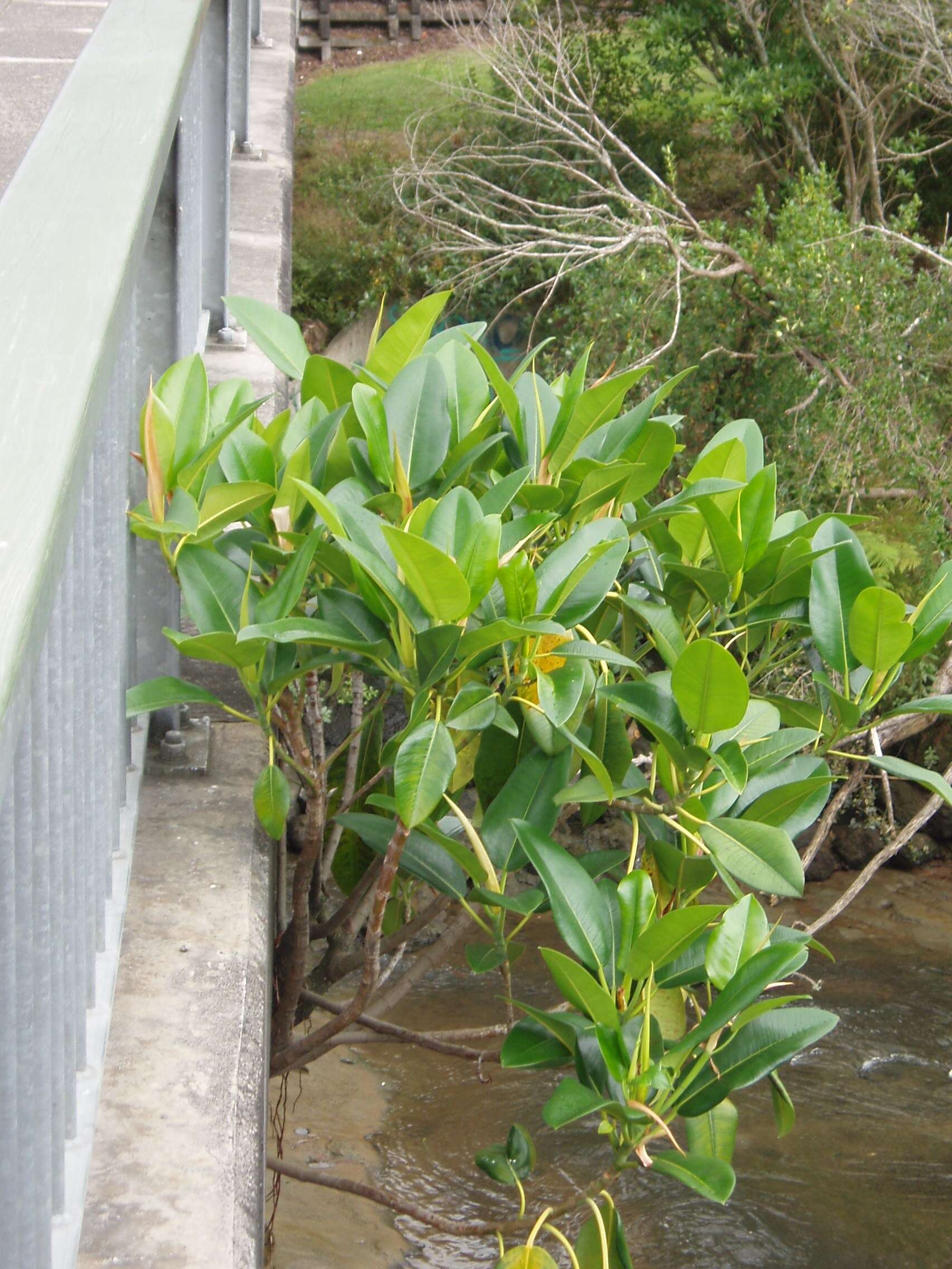 Image of Moreton Bay fig