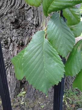 Image of Dutch elm