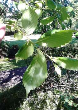 Image of Dutch elm