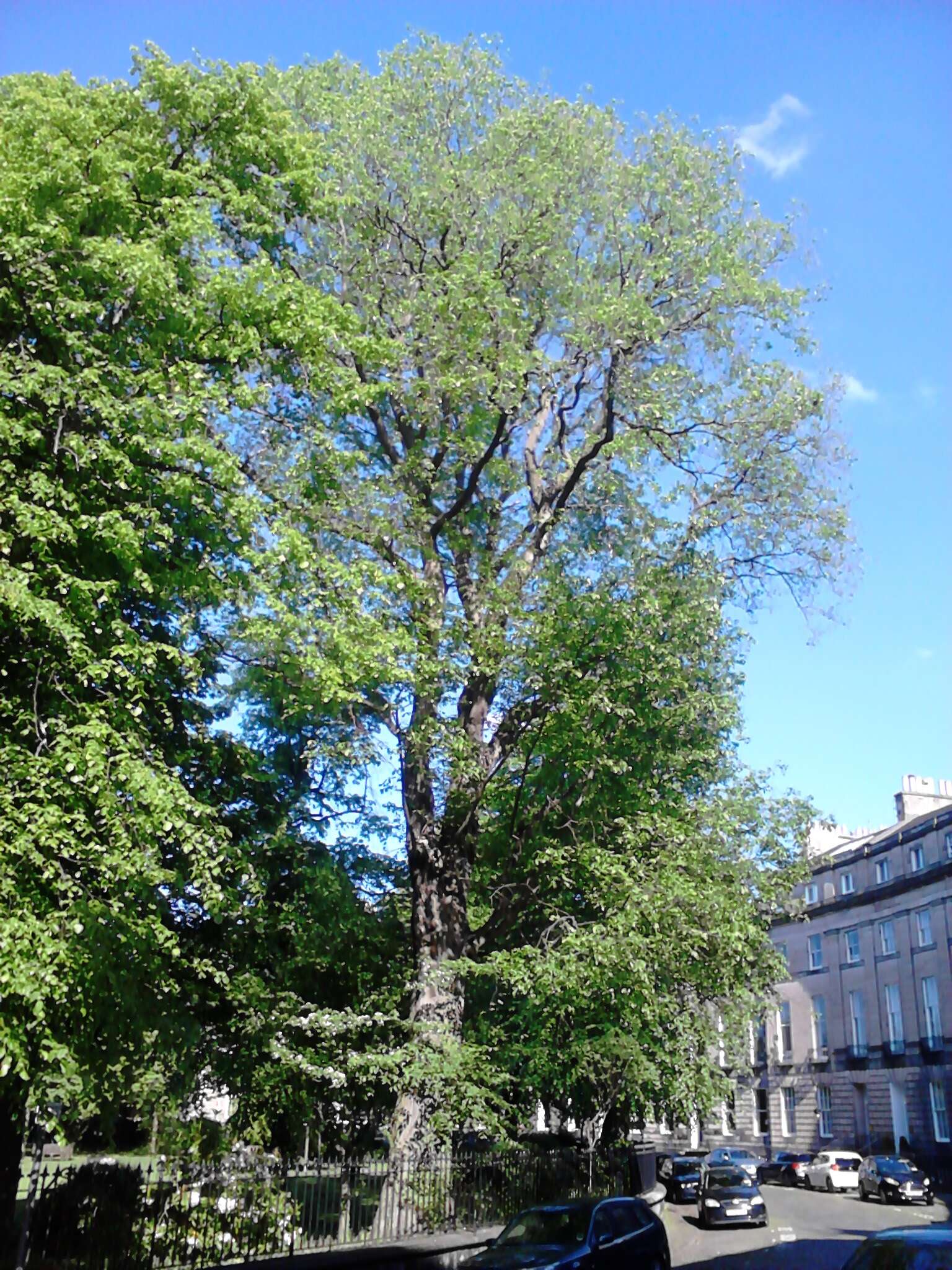 Image of Dutch elm