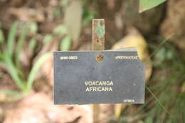 Imagem de Voacanga africana Stapf ex Scott-Elliot