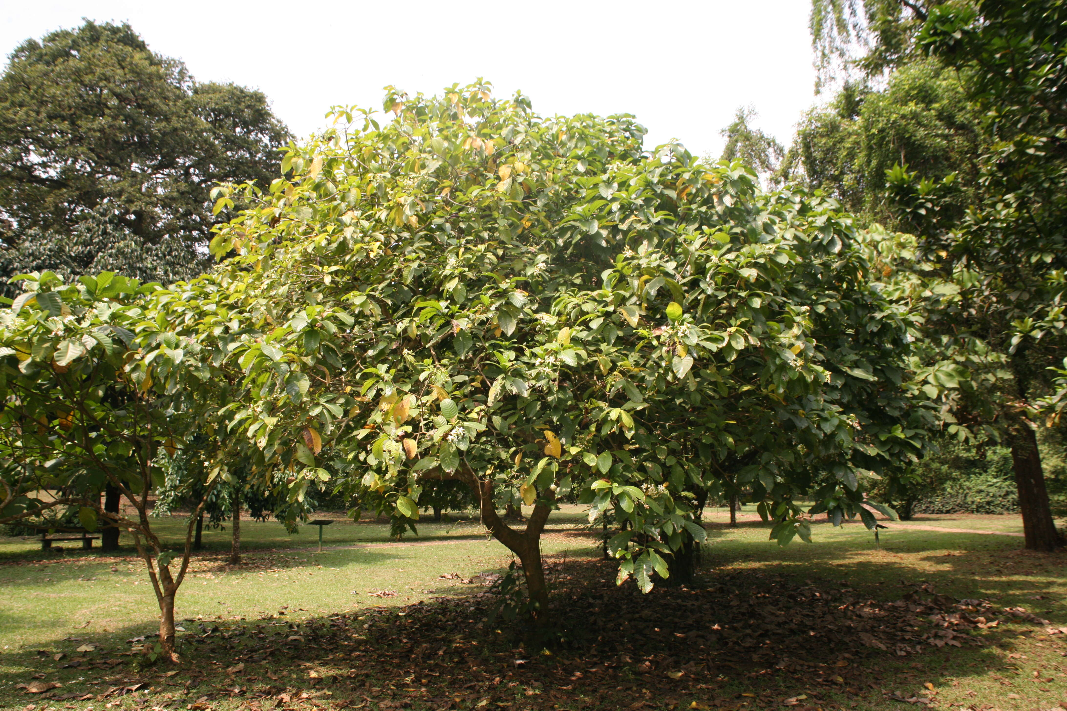 Image of Small-fruited voacanga