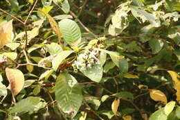 Image of Small-fruited voacanga