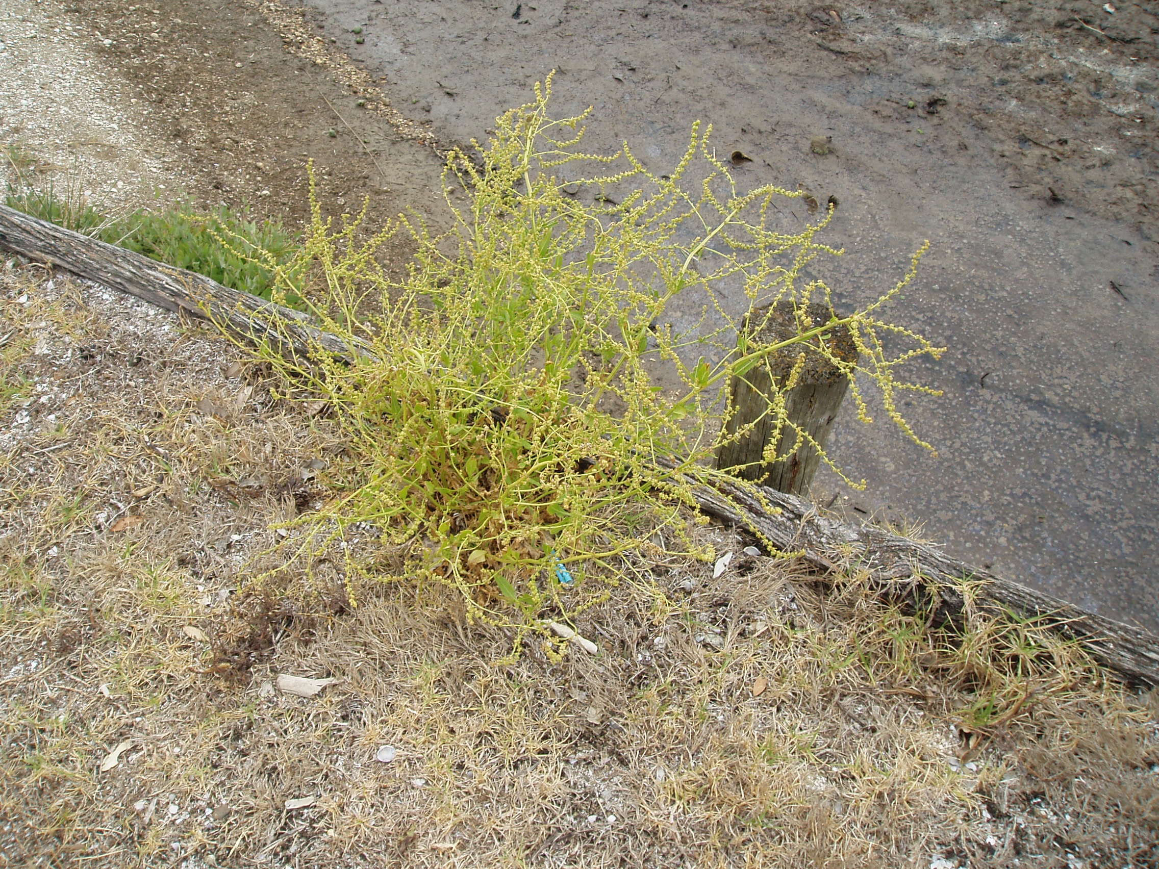 Image of sea beet