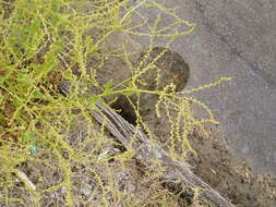 Image of sea beet