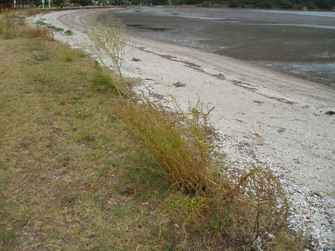 Image of sea beet