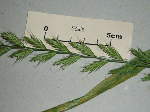 Image of Italian Rye Grass