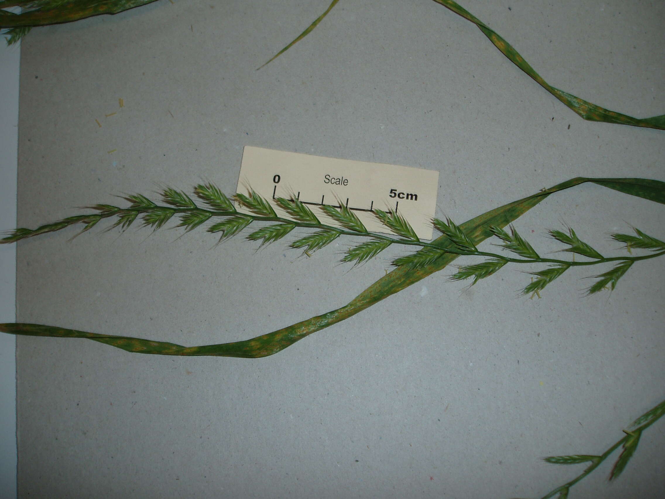 Image of Italian Rye Grass