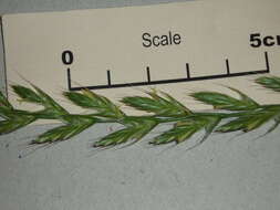 Image of Italian Rye Grass