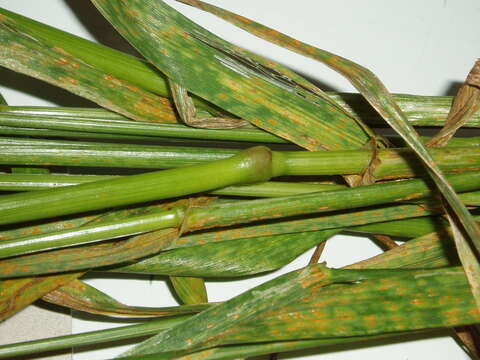 Image of Italian Rye Grass