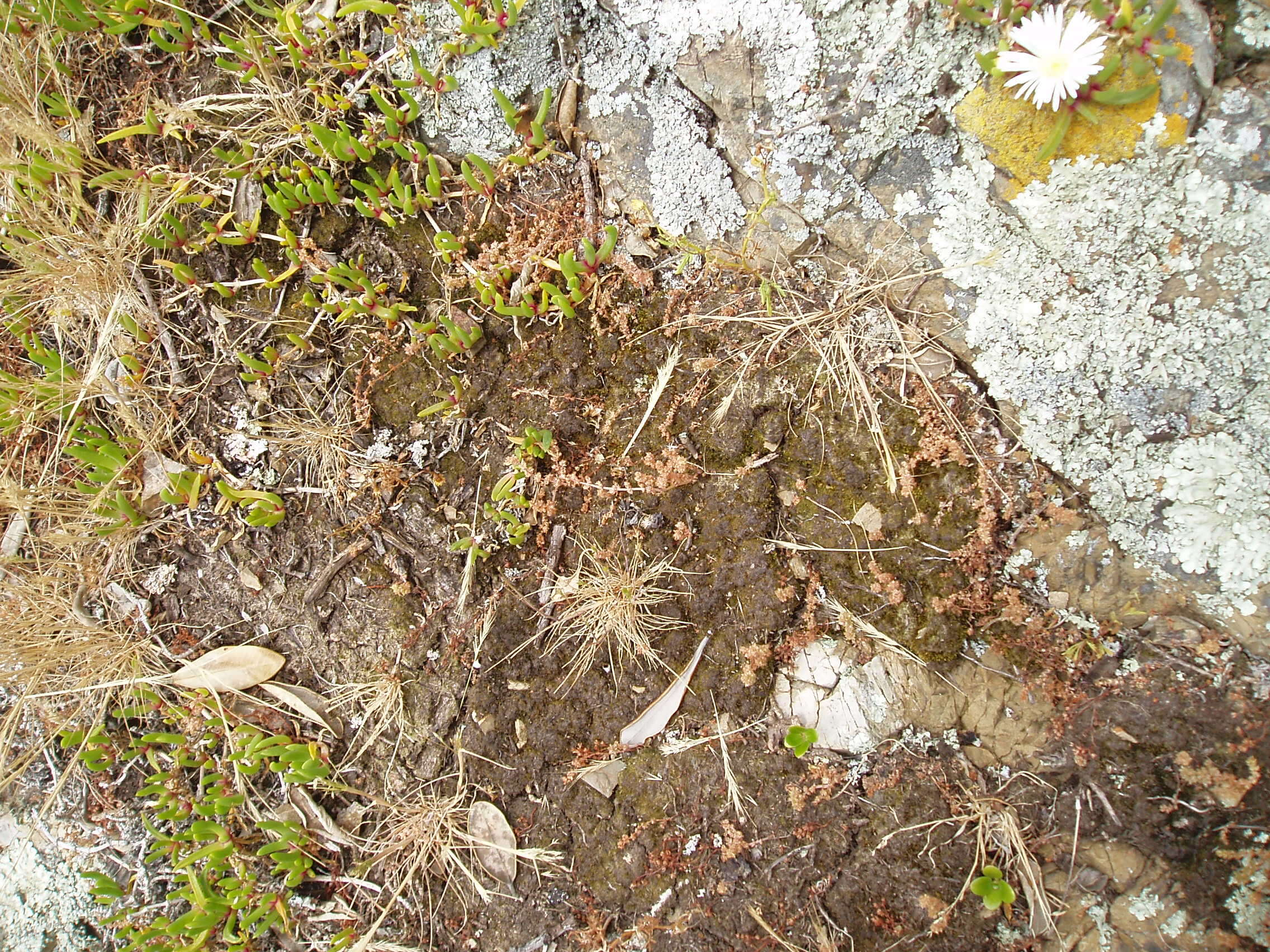 Image of Crassula decumbens Thunb.