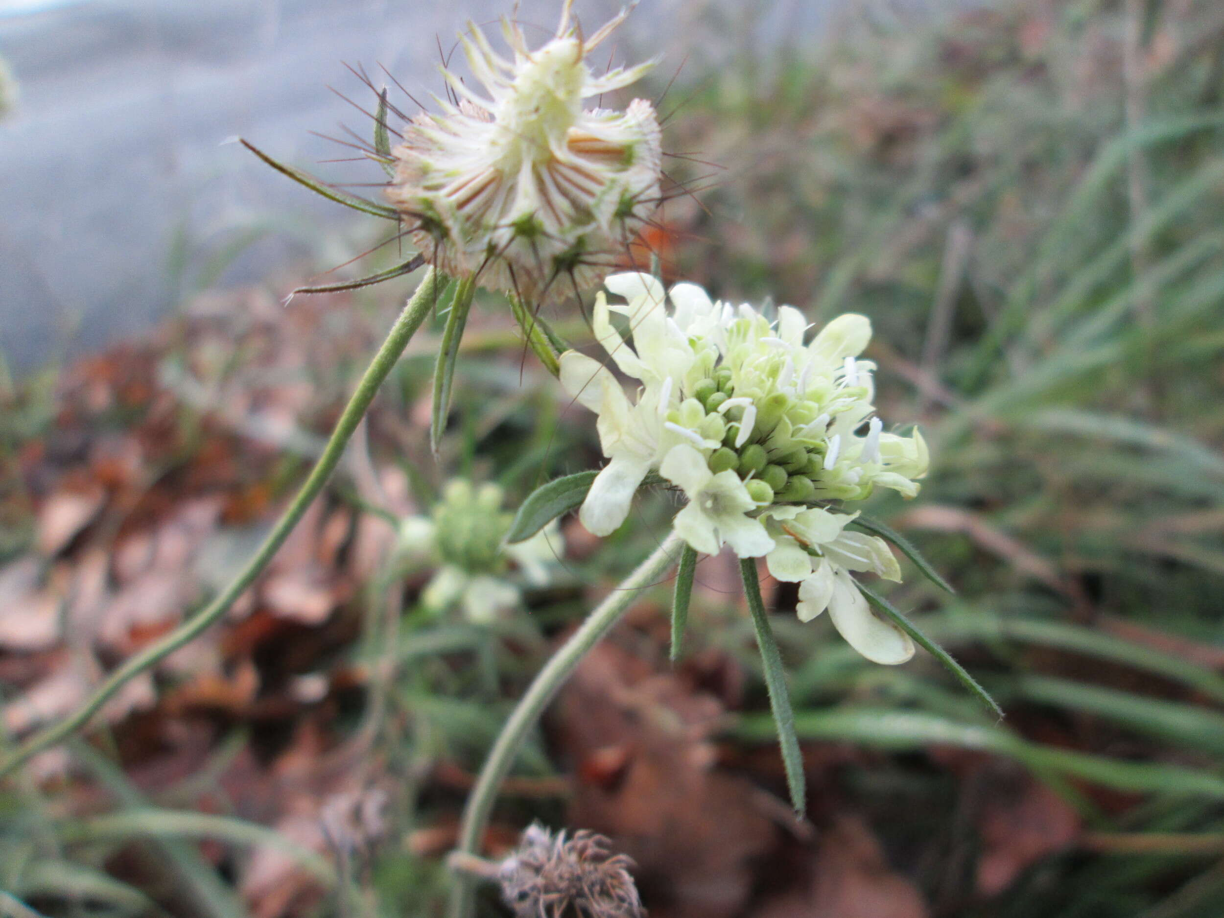 Image of cream pincushions