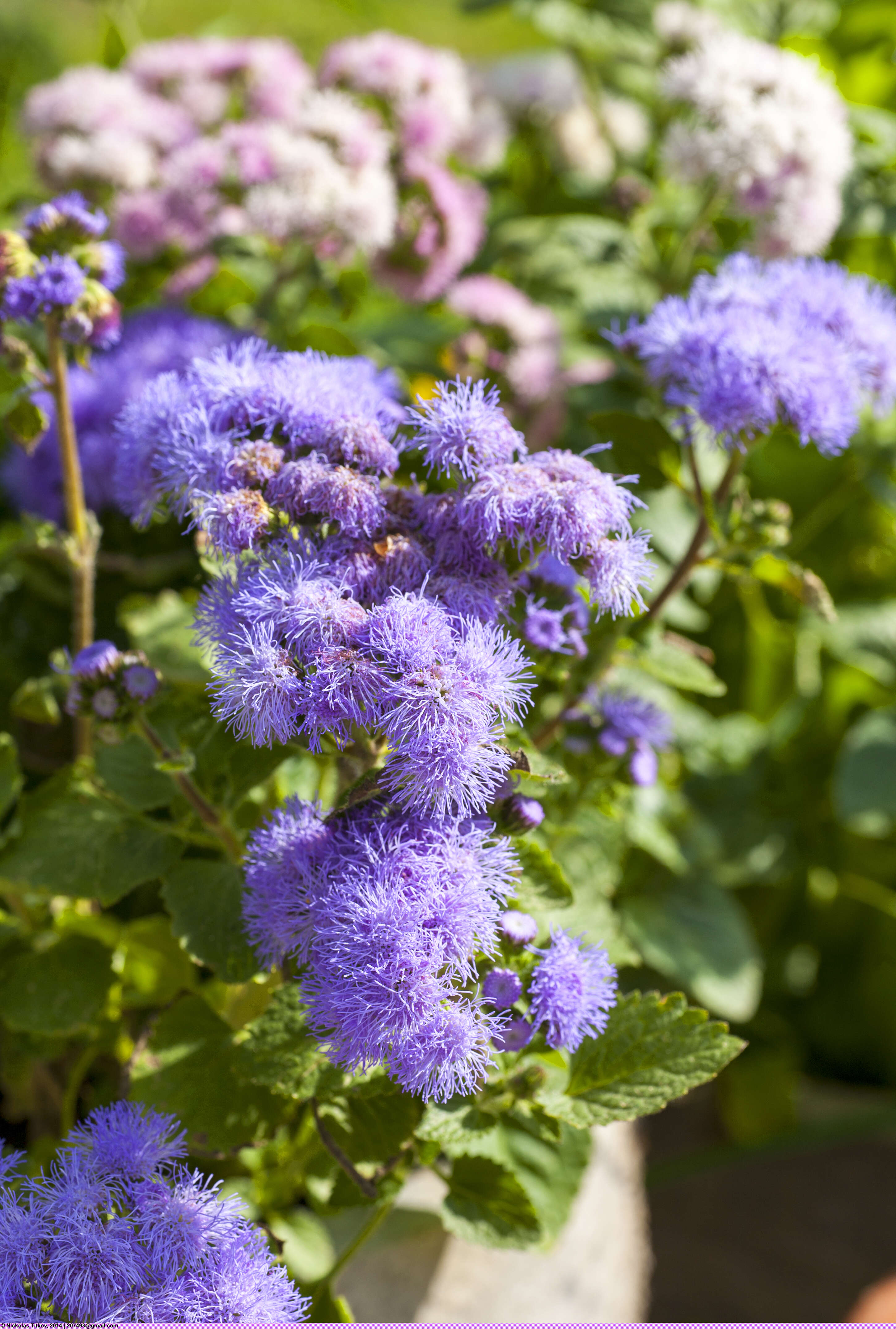 Imagem de Ageratum conyzoides L.