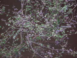 Image of Coprosma rotundifolia A. Cunn.